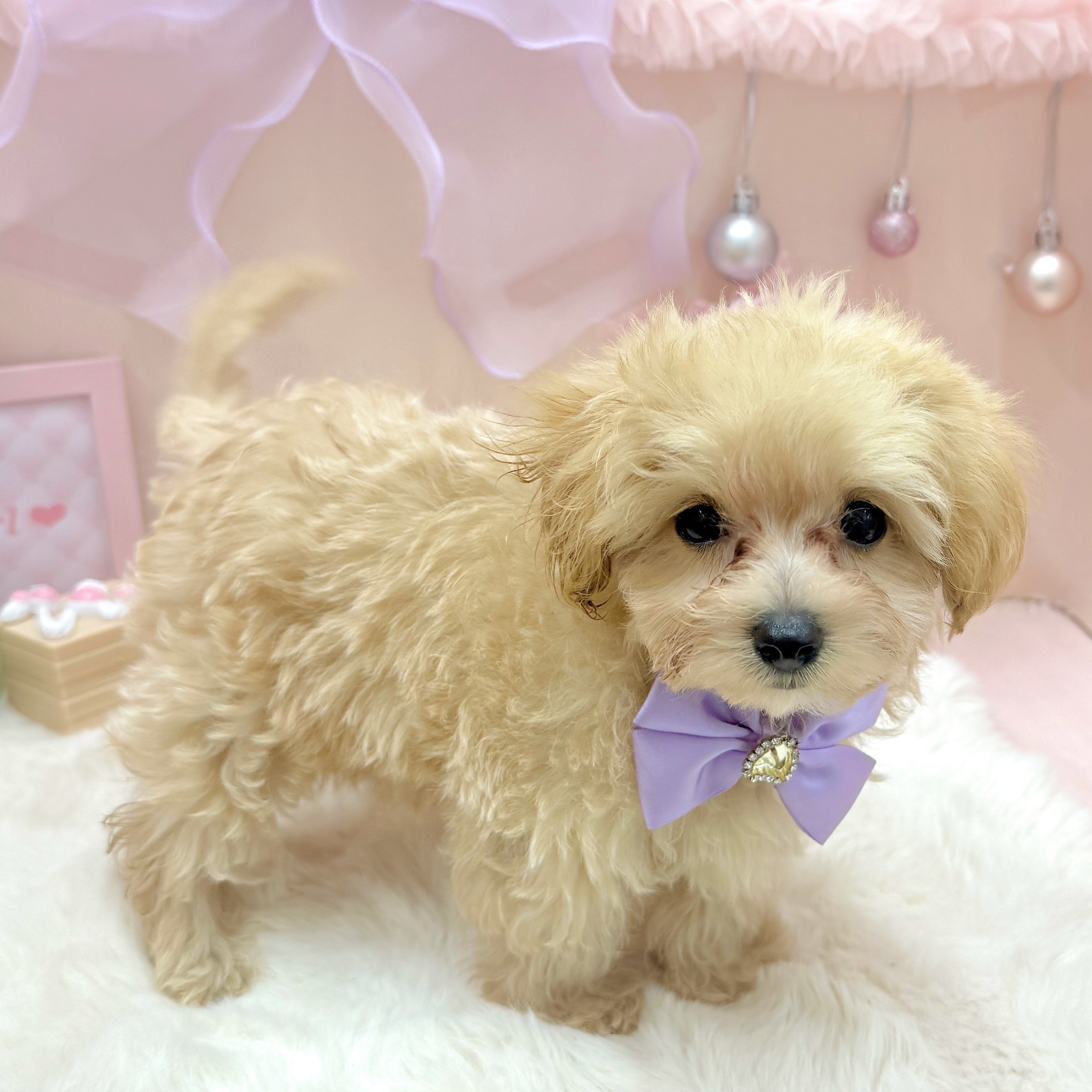 福井県のマルプー(マルチーズ×プードル) (犬の家＆猫の里アミーゴ福井大和田店/2026年3月19日生まれ/女の子/アプリコット)の子犬の3枚目の画像