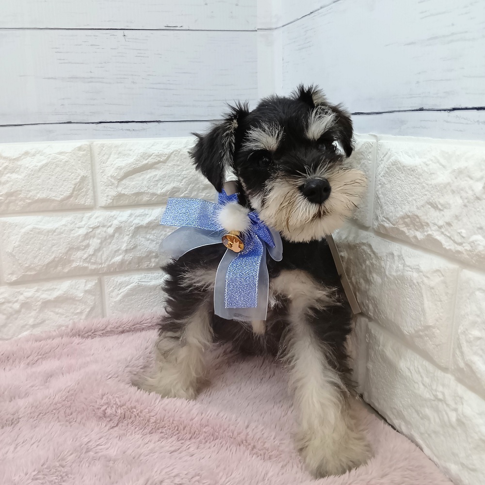 静岡県のミニチュアシュナウザー (犬の家＆猫の里アミーゴ浜松和田店/2026年3月22日生まれ/男の子/ブラックシルバー)の子犬の3枚目の画像