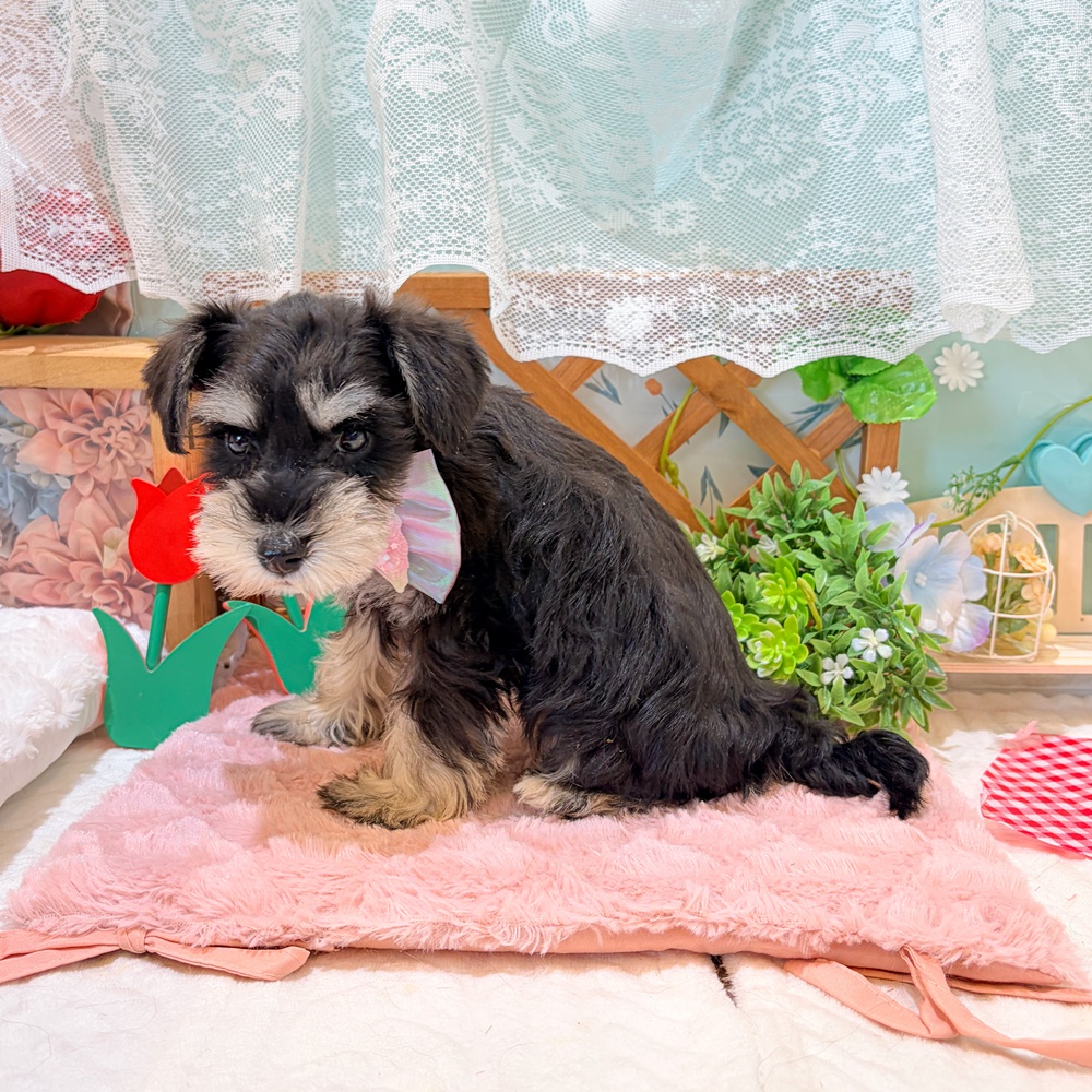静岡県のミニチュアシュナウザー (犬の家＆猫の里富士店/2026年3月22日生まれ/女の子/ブラックシルバー)の子犬の3枚目の画像