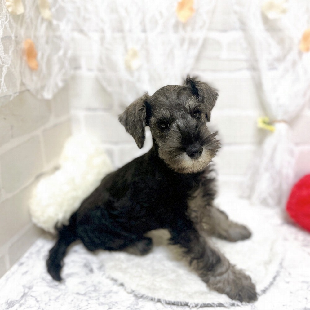 京都府のミニチュアシュナウザー (犬の家＆猫の里京都精華店/2026年3月22日生まれ/女の子/ソルトペッパー)の子犬の3枚目の画像