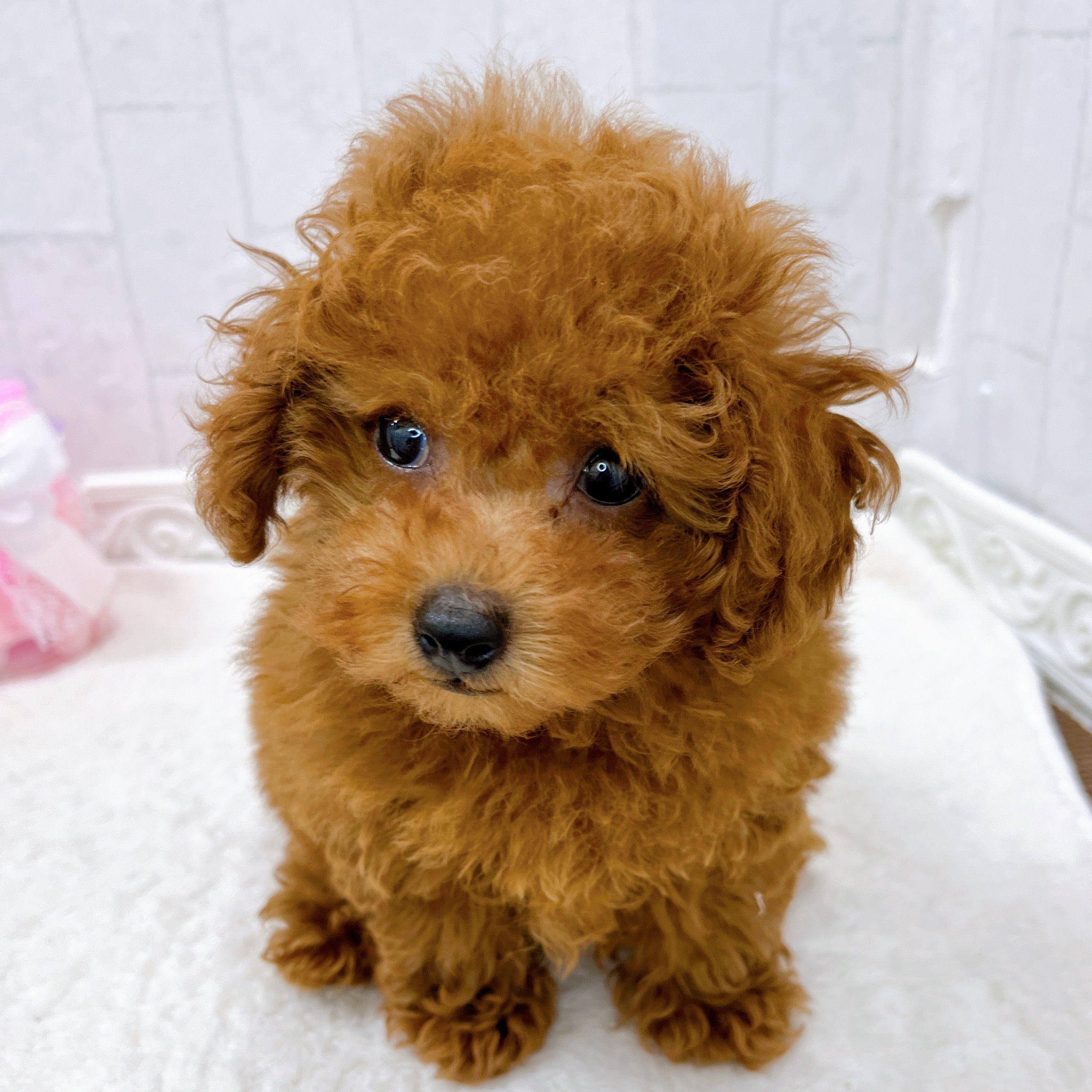 石川県のトイプードル(トイ) (犬の家＆猫の里アミーゴ金沢有松店/2026年3月22日生まれ/男の子/レッドフォーン)の子犬の3枚目の画像
