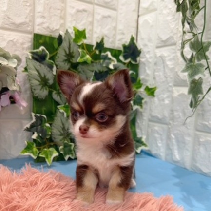 岡山県のチワワ(ロング) (犬の家＆猫の里倉敷店/2026年3月22日生まれ/男の子/チョコレートホワイトタン)の子犬の3枚目の画像