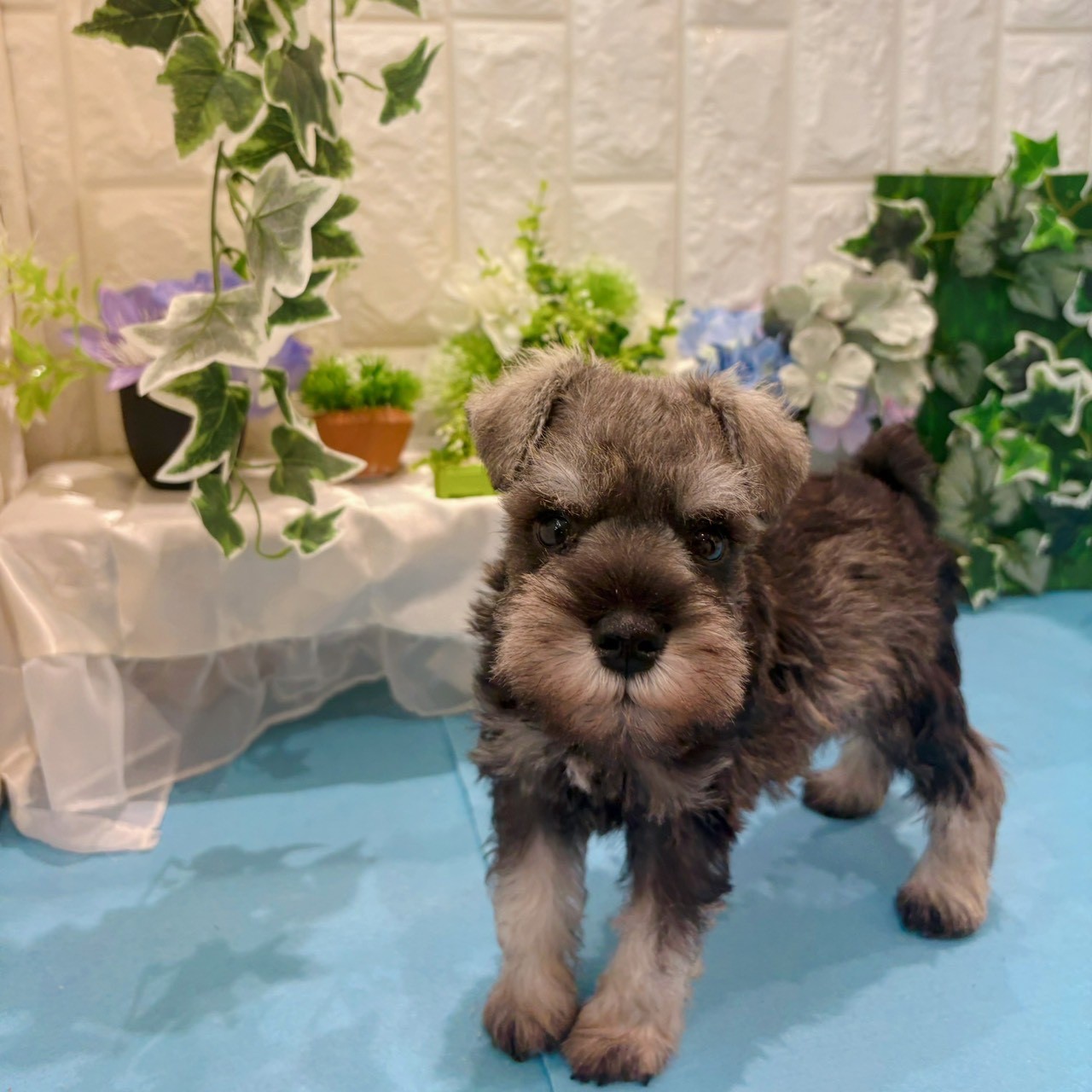 岡山県のミニチュアシュナウザー (犬の家＆猫の里倉敷店/2026年3月20日生まれ/男の子/ソルトペッパー)の子犬の1枚目の画像