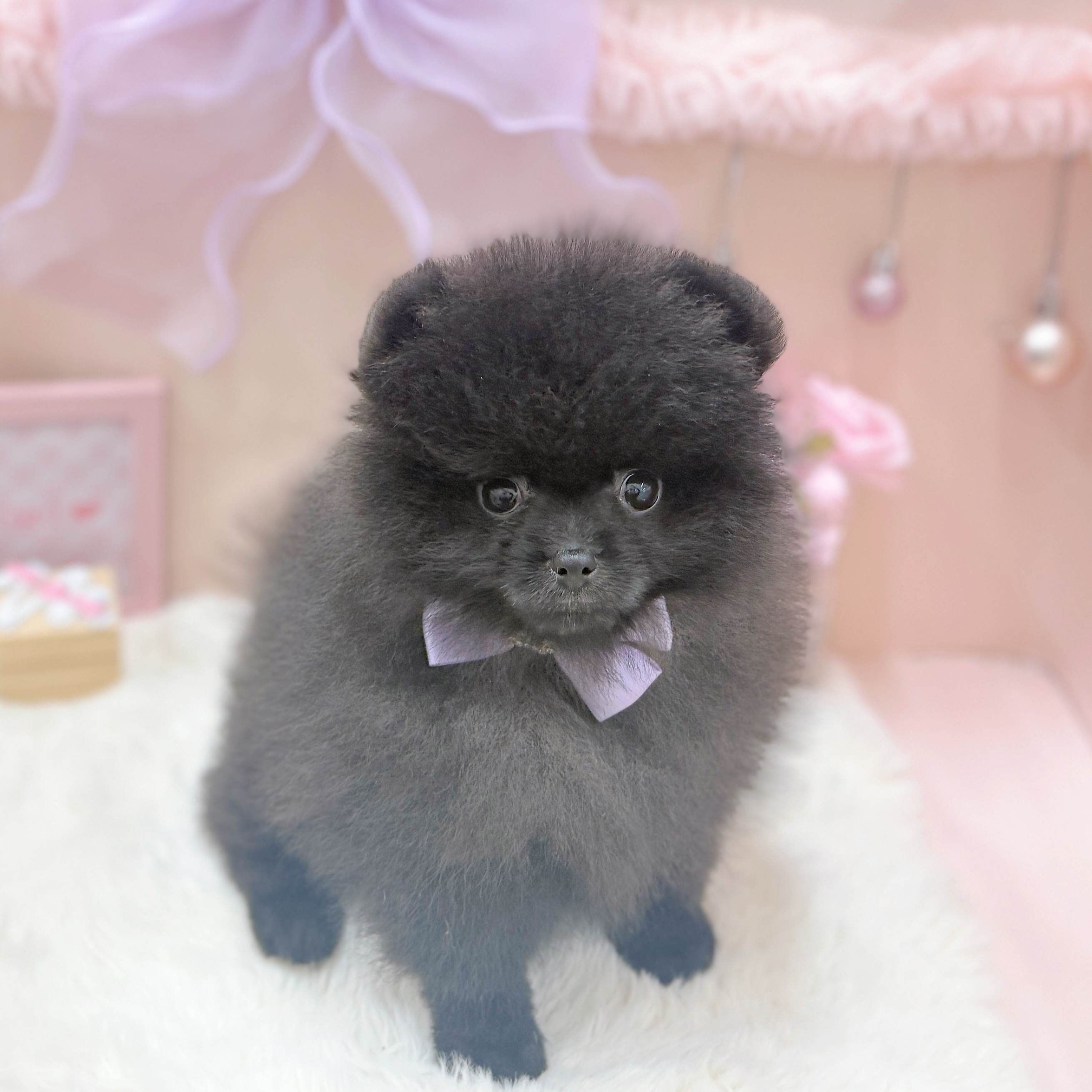 福井県のポメラニアン (犬の家＆猫の里アミーゴ福井大和田店/2026年3月18日生まれ/女の子/ブラック)の子犬の3枚目の画像