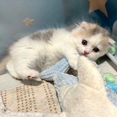 福岡県のスコティッシュフォールド (犬の家＆猫の里トリアス久山店/2026年3月21日生まれ/女の子/ブルーパッチドタビーホワイト)の子猫の3枚目の画像