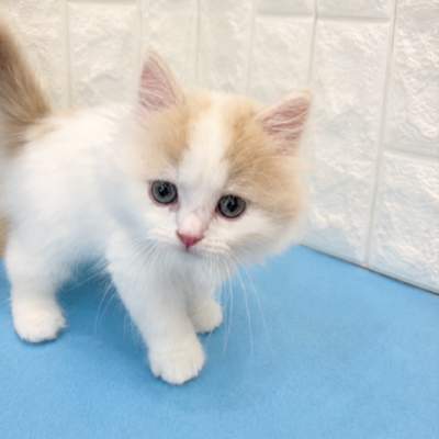 岡山県のスコティッシュストレート (犬の家＆猫の里倉敷店/2026年3月21日生まれ/男の子/クリームタビーホワイト)の子猫の3枚目の画像