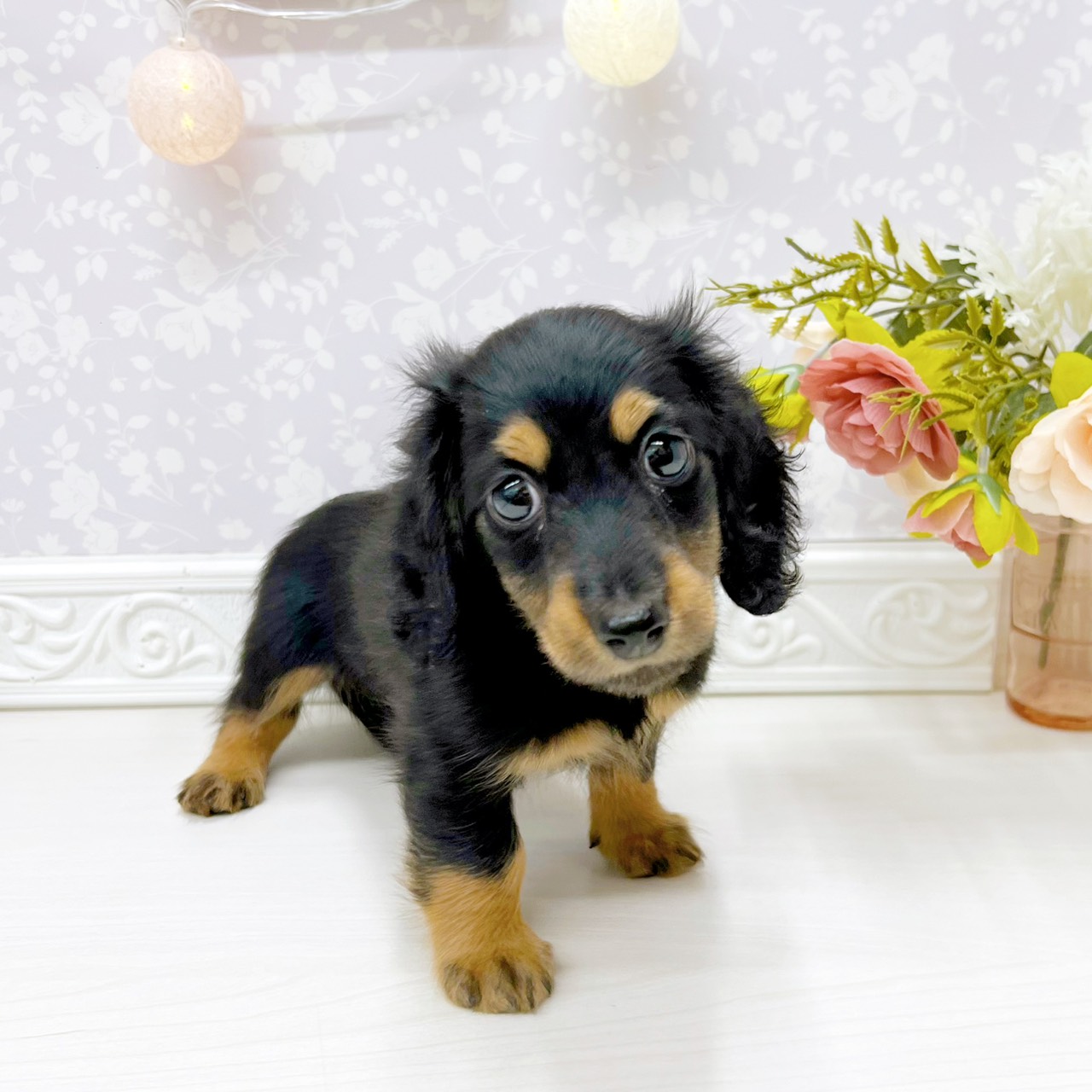 富山県のミニチュアダックスフンド(ロング) (犬の家＆猫の里アミーゴ山室店/2026年3月21日生まれ/男の子/ブラックタン)の子犬の3枚目の画像