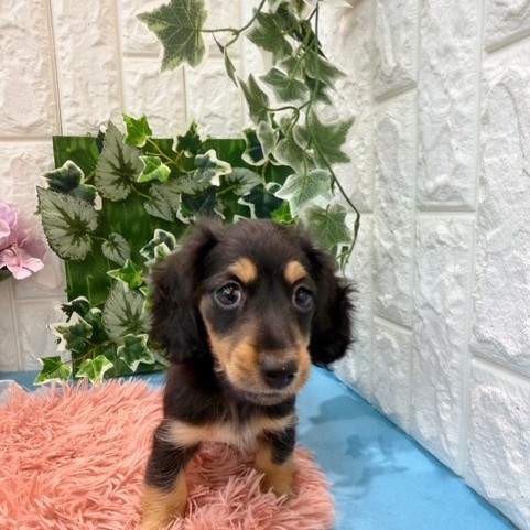 岡山県のミニチュアダックスフンド(ロング) (犬の家＆猫の里倉敷店/2026年3月21日生まれ/男の子/ブラックタン)の子犬の3枚目の画像
