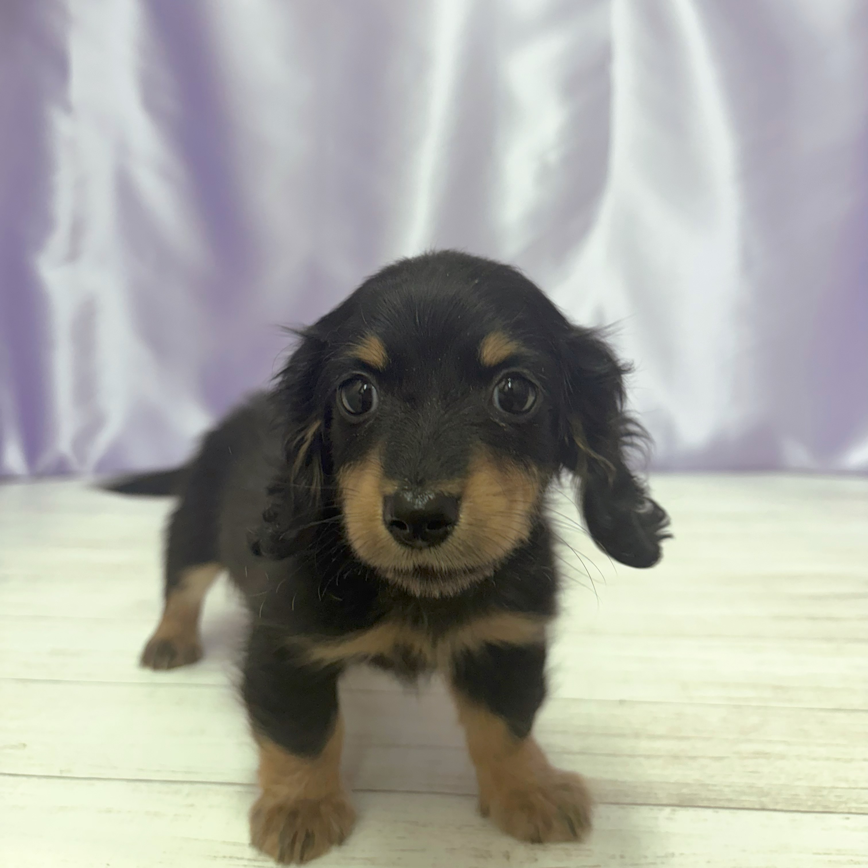兵庫県のミニチュアダックスフンド(ロング) (犬の家＆猫の里尼崎店/2026年3月19日生まれ/女の子/ブラックタン)の子犬の3枚目の画像