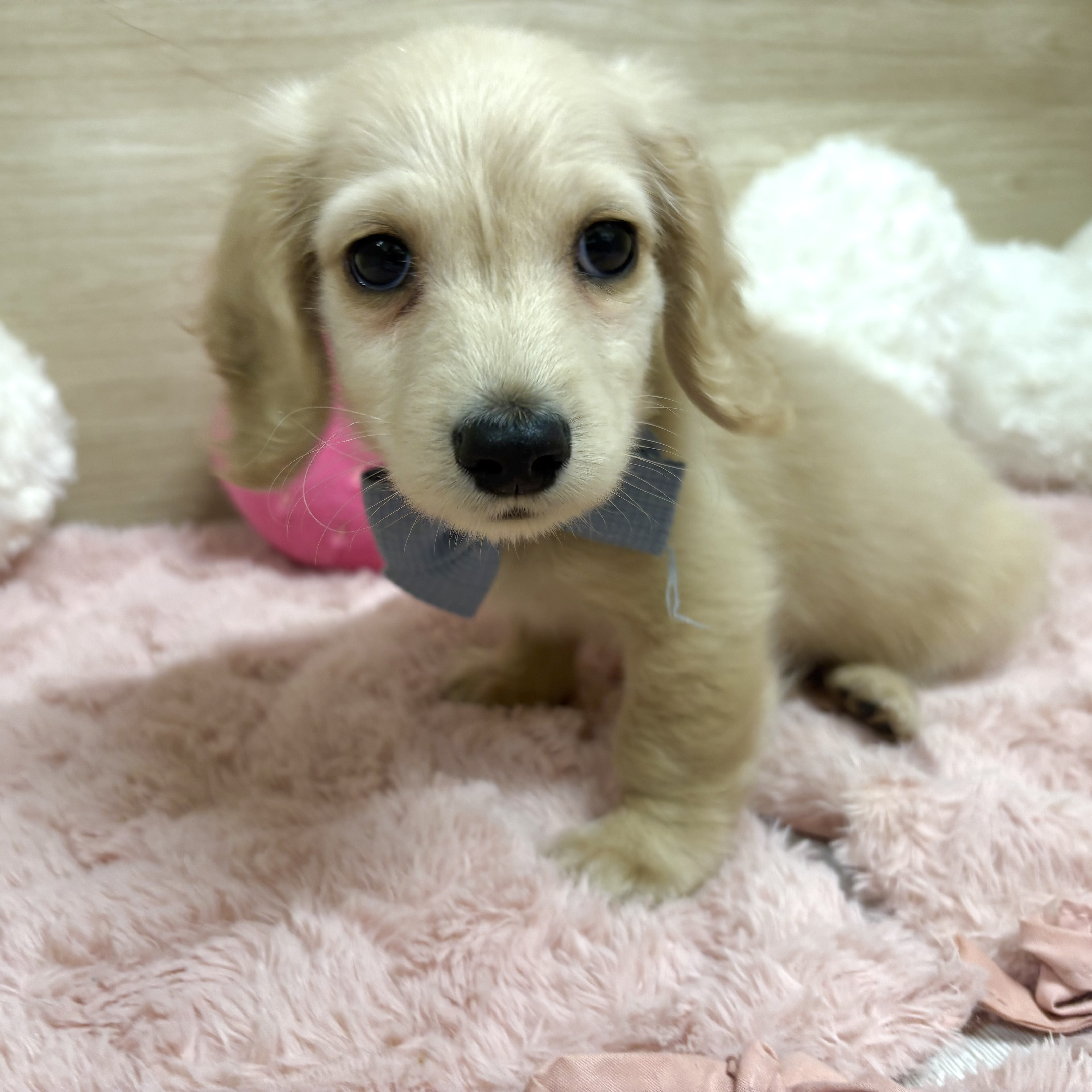 大阪府のミニチュアダックスフンド(ロング) (犬の家＆猫の里そよら東岸和田店/2026年3月19日生まれ/男の子/イエロー)の子犬の3枚目の画像