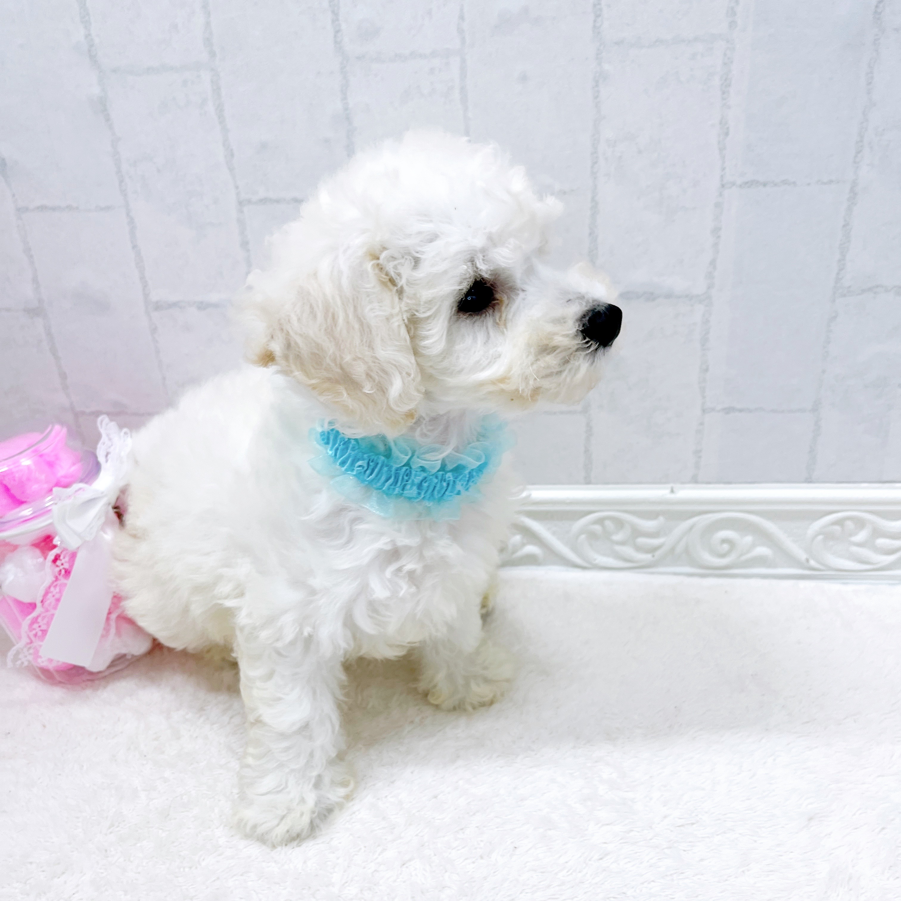 石川県のビションフリーゼ (犬の家＆猫の里アミーゴ金沢有松店/2026年3月15日生まれ/男の子/ホワイト)の子犬の3枚目の画像