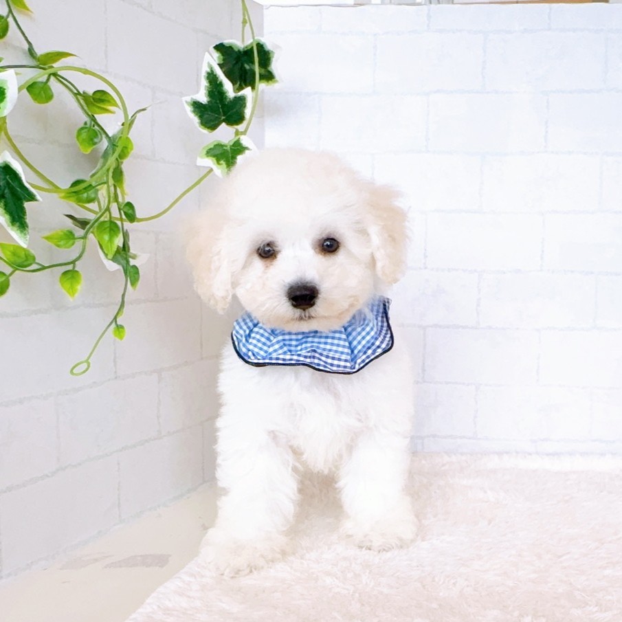 石川県のビションフリーゼ (犬の家＆猫の里金沢店/2026年3月15日生まれ/男の子/ホワイト)の子犬の3枚目の画像