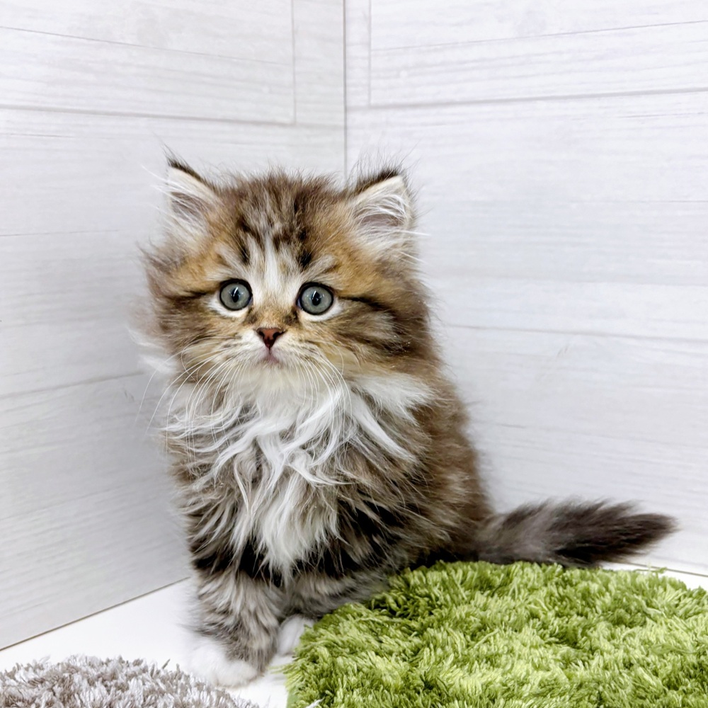 石川県のスコティッシュストレート (犬の家＆猫の里アミーゴ金沢おこばた店/2026年3月19日生まれ/男の子/ブラウンタビーホワイト)の子猫の3枚目の画像