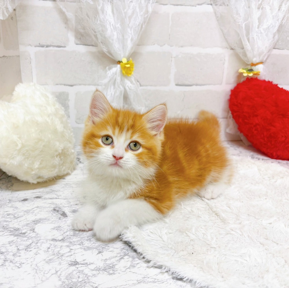 京都府のスコティッシュストレート (犬の家＆猫の里京都精華店/2026年3月16日生まれ/男の子/レッドタビーホワイト)の子猫の3枚目の画像