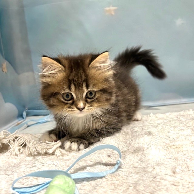 福岡県のスコティッシュストレート (犬の家＆猫の里トリアス久山店/2026年3月22日生まれ/女の子/ブラウンタビーホワイト)の子猫の3枚目の画像