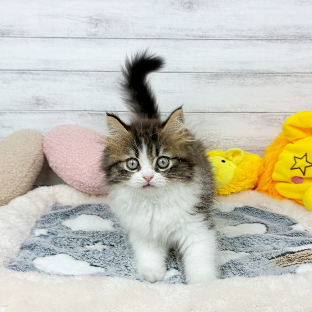兵庫県のミヌエット (犬の家＆猫の里川西店/2026年3月16日生まれ/女の子/ブラウンタビーホワイト)の子猫の3枚目の画像