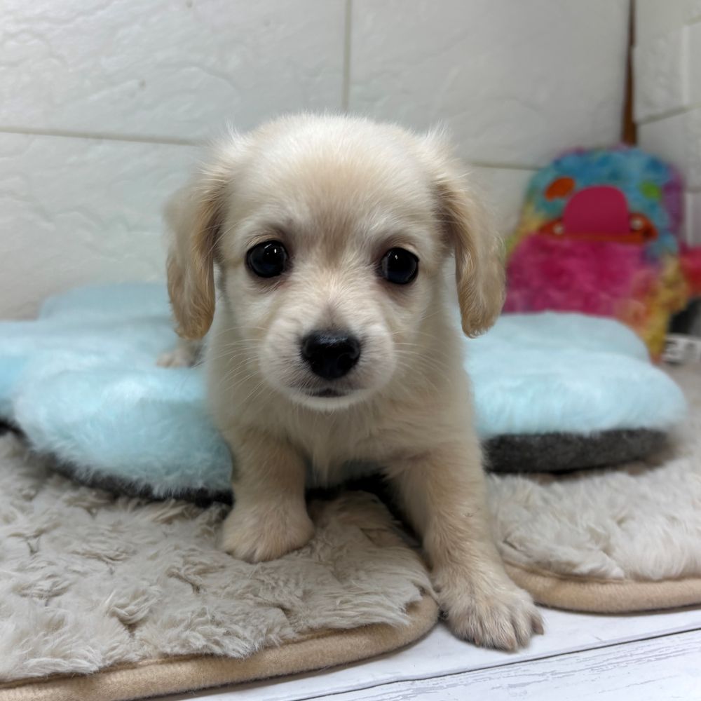 兵庫県のチワックス(チワワ×ダックス) (犬の家＆猫の里ゆめタウン姫路店/2026年3月21日生まれ/男の子/クリーム)の子犬の3枚目の画像