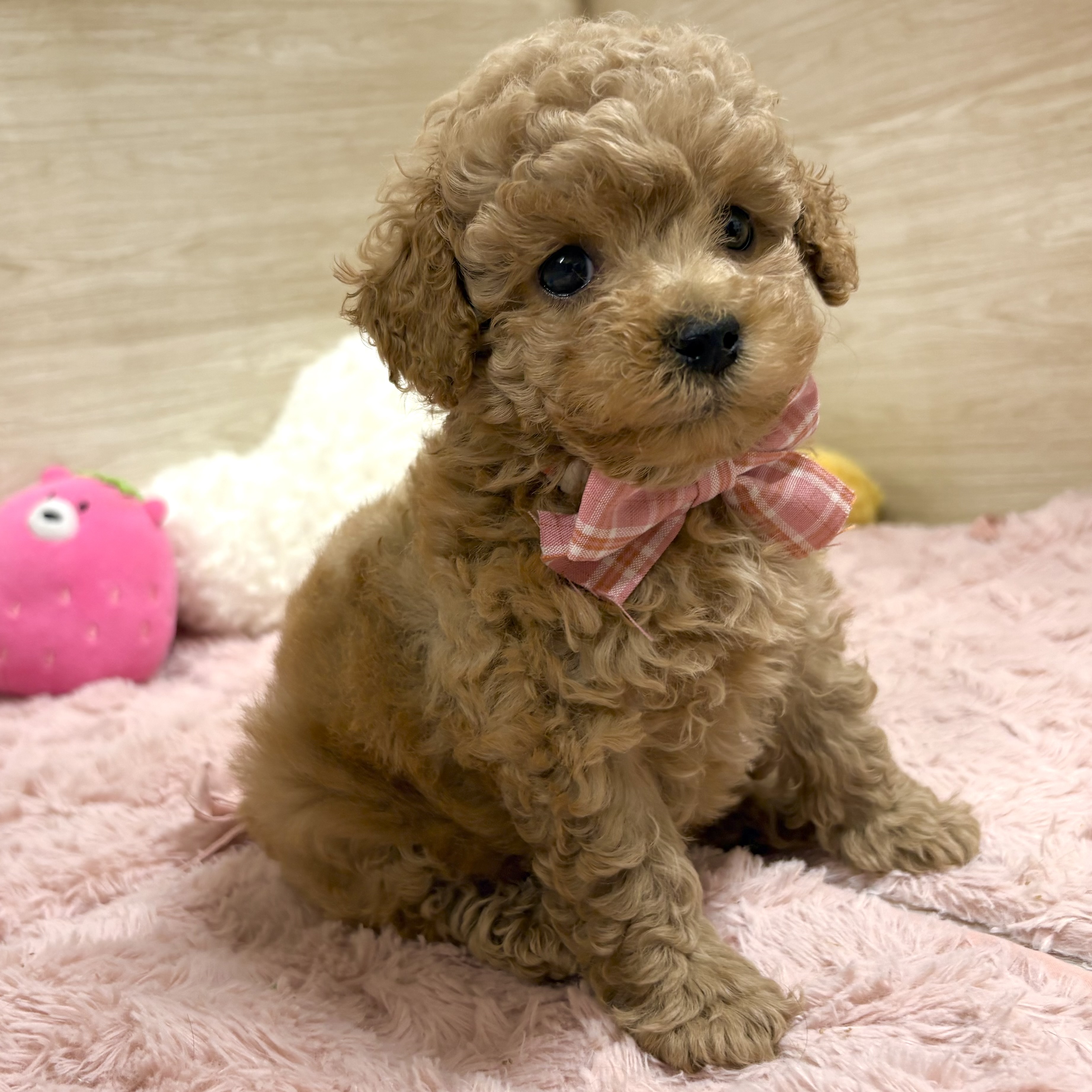 大阪府のトイプードル(トイ) (犬の家＆猫の里そよら東岸和田店/2026年3月18日生まれ/女の子/アプリコット)の子犬の3枚目の画像