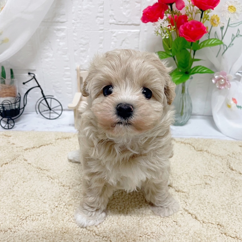 岡山県のマルプー(マルチーズ×プードル) (犬の家＆猫の里岡山店/2026年3月22日生まれ/男の子/クリームホワイト)の子犬の3枚目の画像