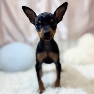 兵庫県のミニチュアピンシャー (犬の家＆猫の里カナート西神戸店/2026年3月20日生まれ/女の子/ブラックタン)の子犬の3枚目の画像