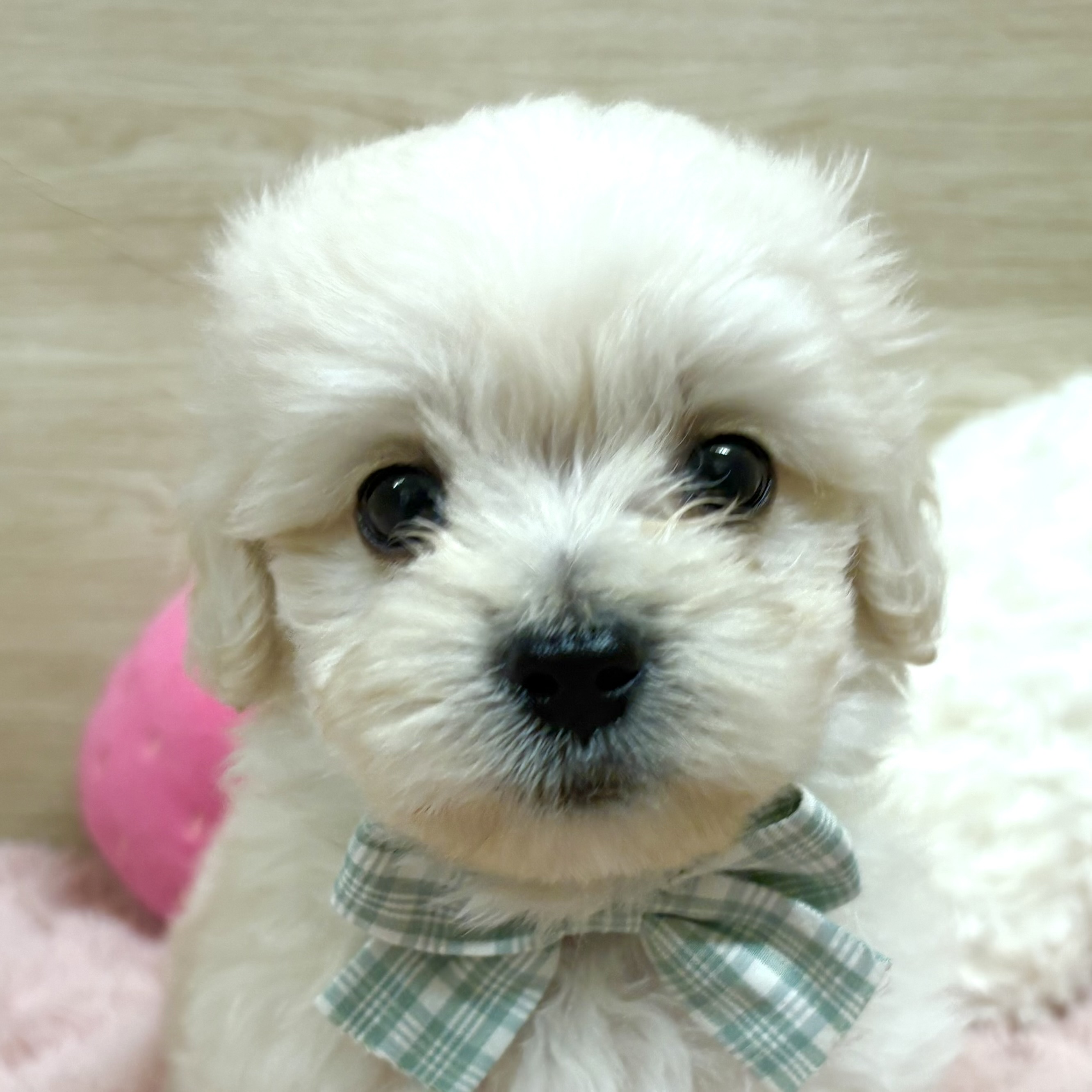 マルックス(マルチーズ×ダックス)の子犬を価格や特徴で探す|ペット