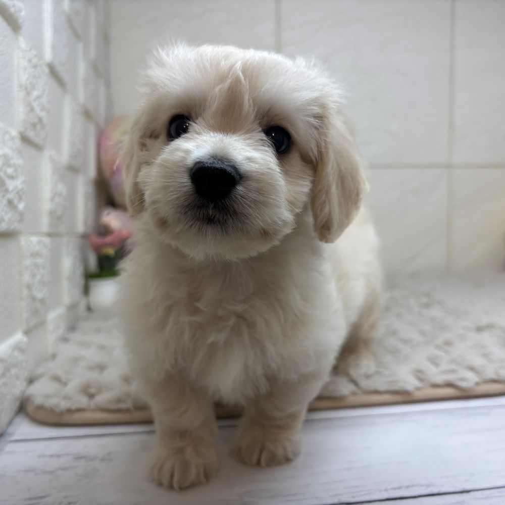 兵庫県のマルックス(マルチーズ×ダックス) (犬の家＆猫の里ゆめタウン姫路店/2026年3月22日生まれ/男の子/クリーム)の子犬の3枚目の画像