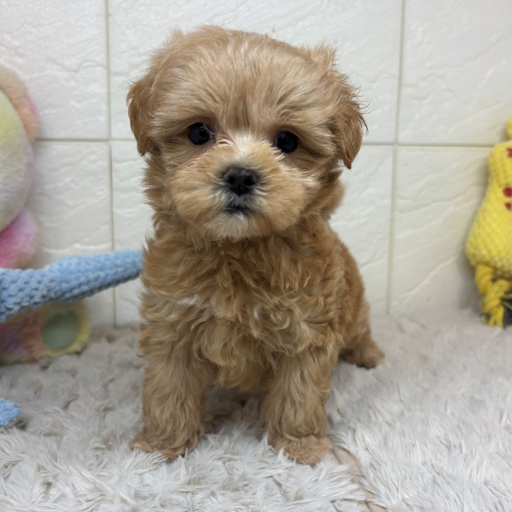 兵庫県のマルプー(マルチーズ×プードル) (犬の家＆猫の里ゆめタウン姫路店/2026年3月22日生まれ/女の子/クリーム)の子犬の3枚目の画像