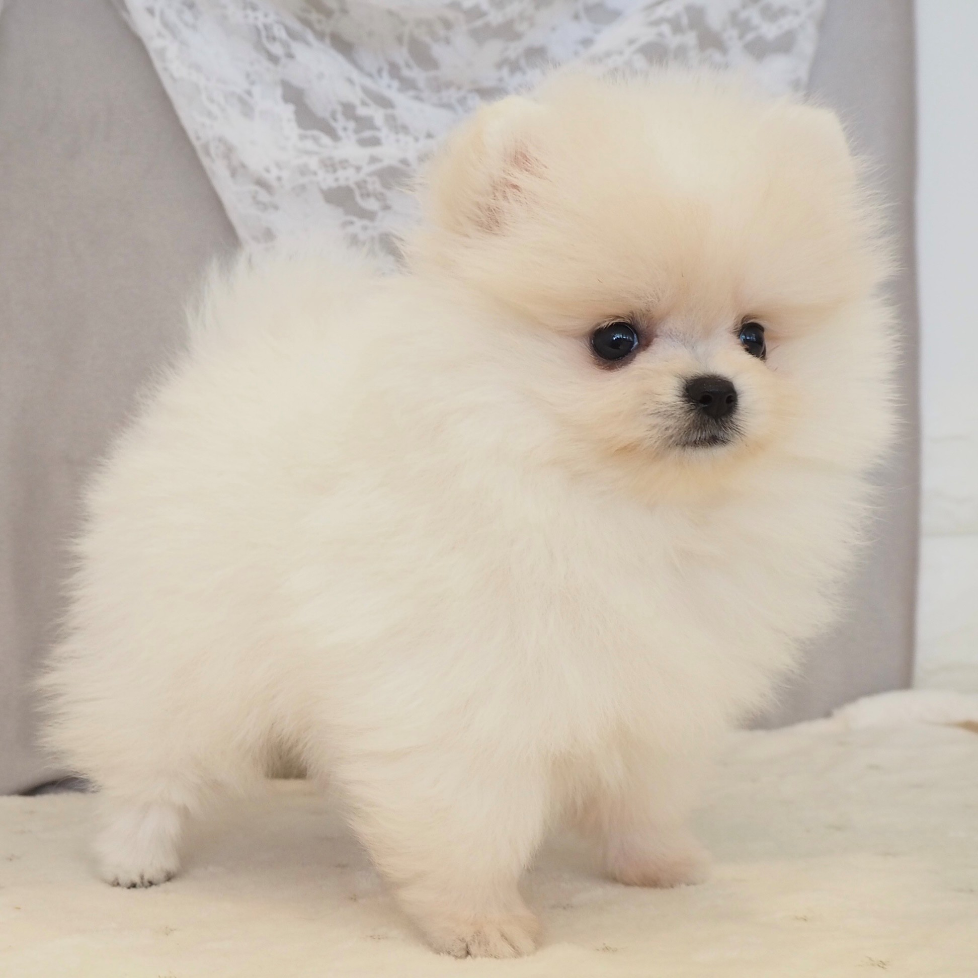 大阪府のポメラニアン (犬の家＆猫の里もりのみやキューズモールBASE店/2026年3月21日生まれ/女の子/クリームホワイト)の子犬の3枚目の画像