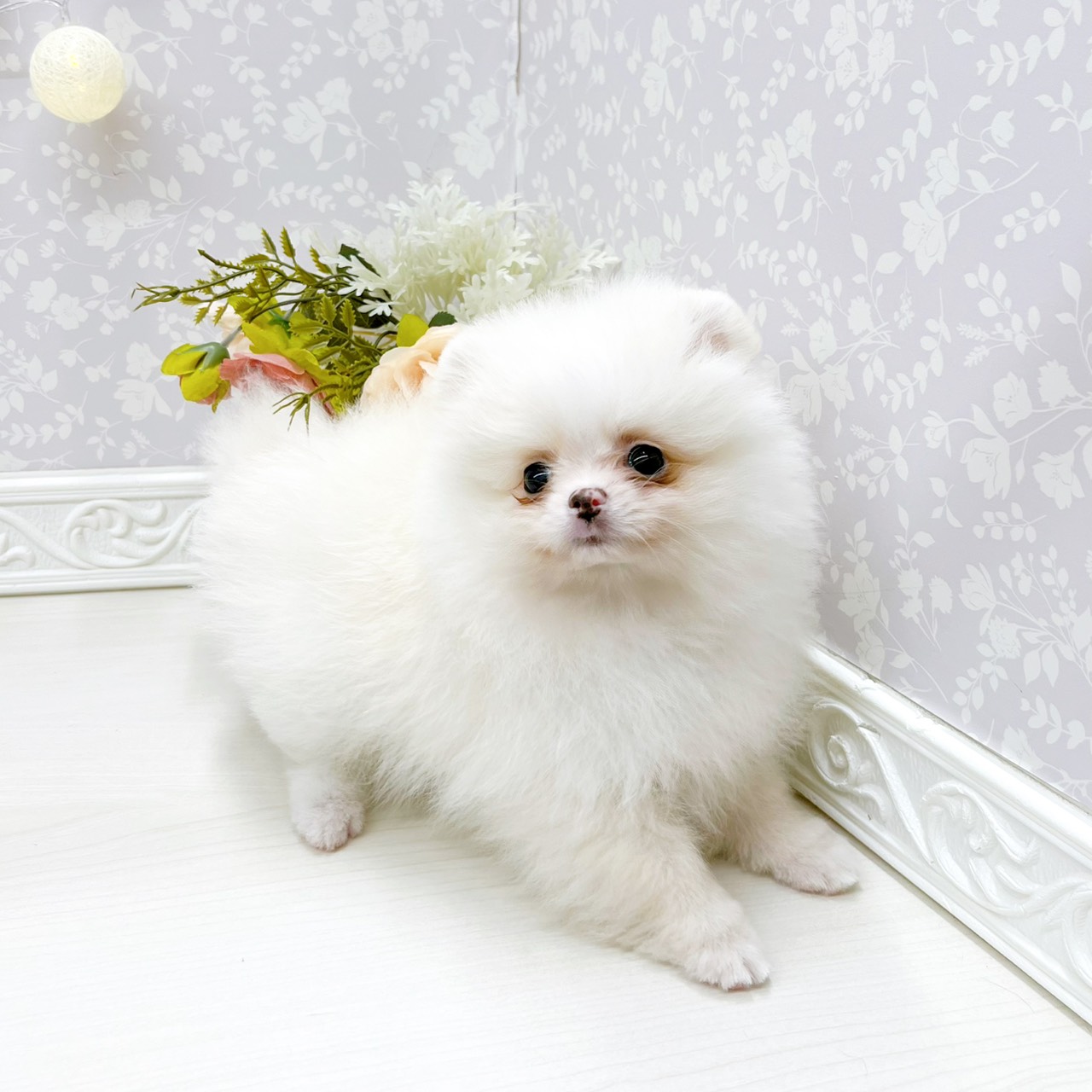 富山県のポメラニアン (犬の家＆猫の里アミーゴ山室店/2026年3月15日生まれ/女の子/クリーム)の子犬の3枚目の画像