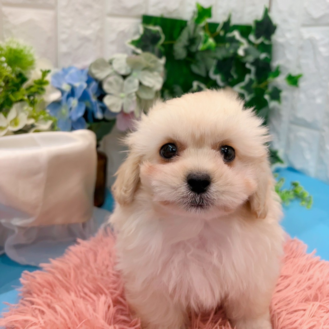 岡山県のペキプー(ペキニーズ×プードル) (犬の家＆猫の里倉敷店/2026年3月20日生まれ/女の子/オレンジフォーン)の子犬の1枚目の画像