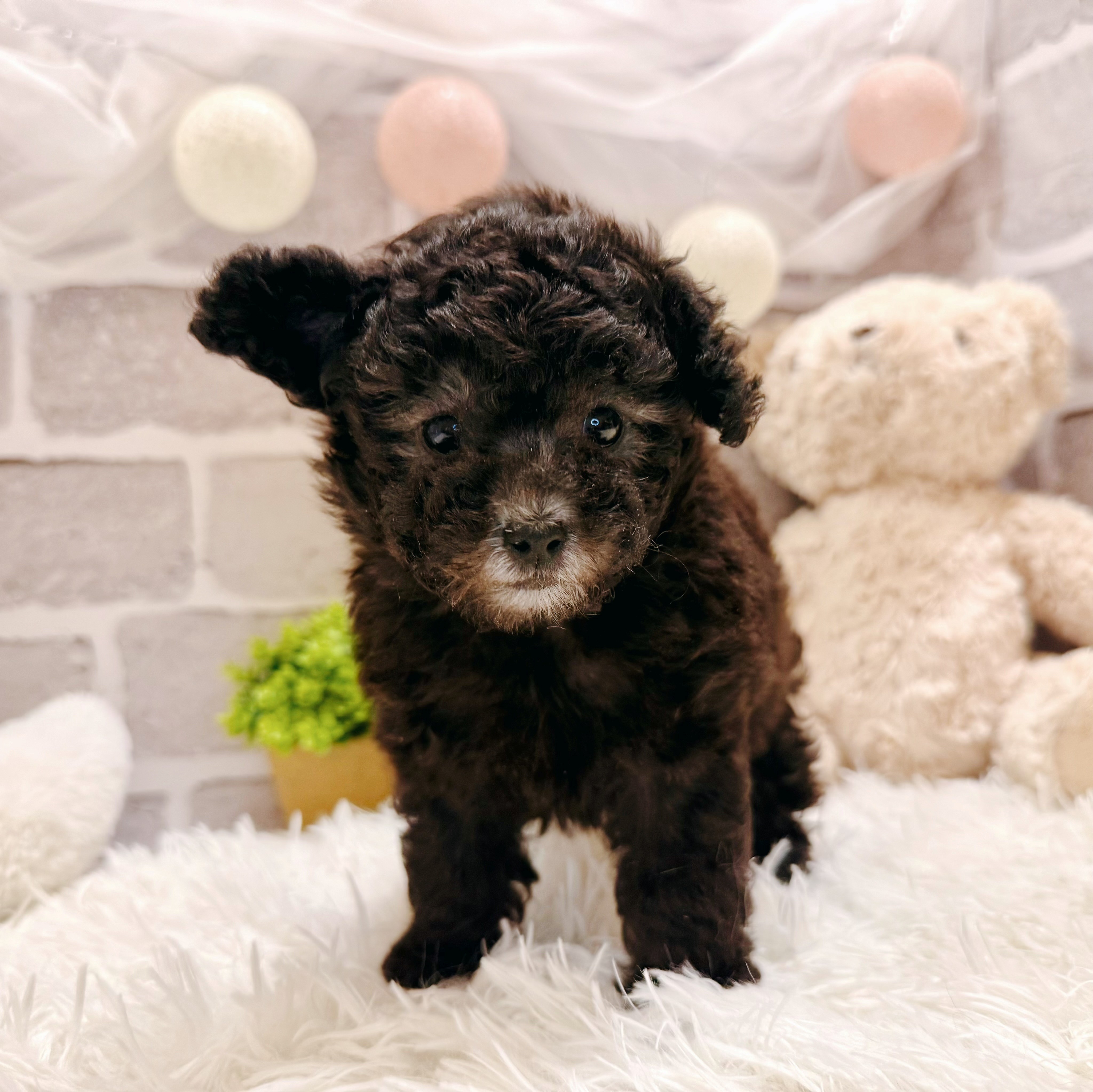 兵庫県のトイプードル(タイニー) (犬の家＆猫の里神戸店/2026年3月22日生まれ/女の子/グレー)の子犬の3枚目の画像