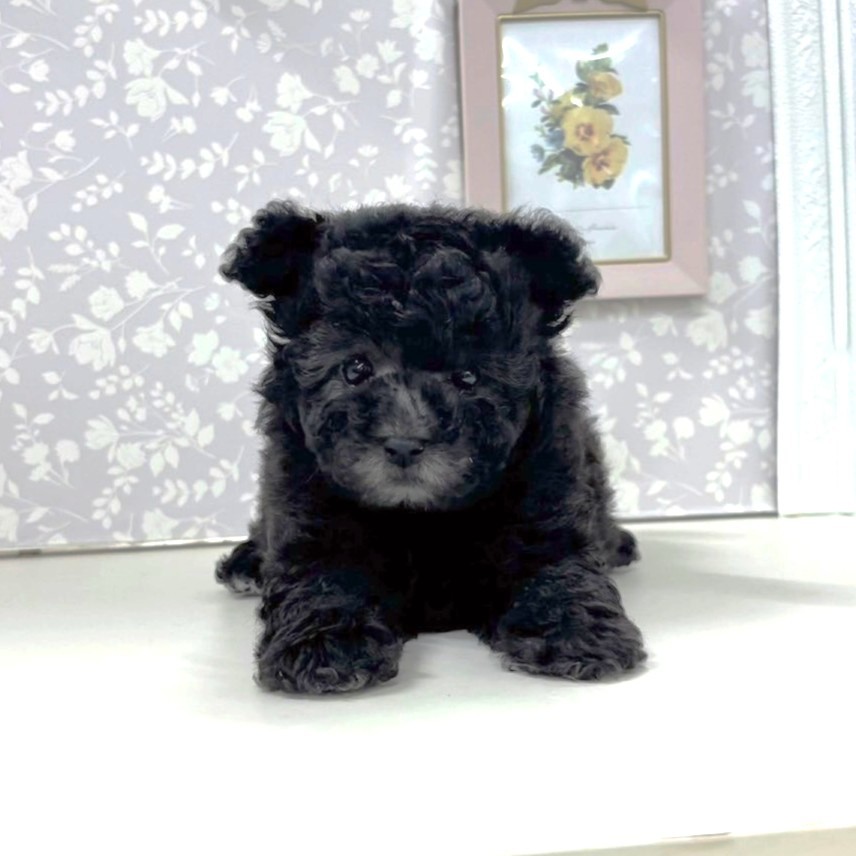 富山県のトイプードル(タイニー) (犬の家＆猫の里アミーゴ高岡蓮花寺店/2026年3月22日生まれ/女の子/グレー)の子犬の3枚目の画像