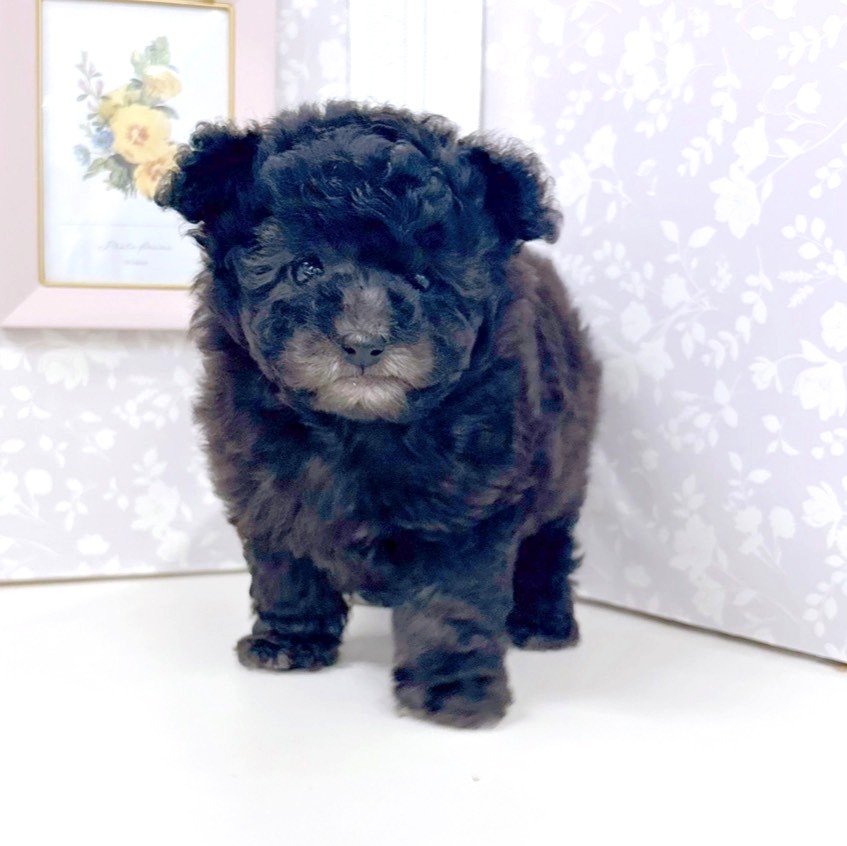 富山県のトイプードル(タイニー) (犬の家＆猫の里アミーゴ高岡蓮花寺店/2026年3月22日生まれ/女の子/グレー)の子犬の3枚目の画像
