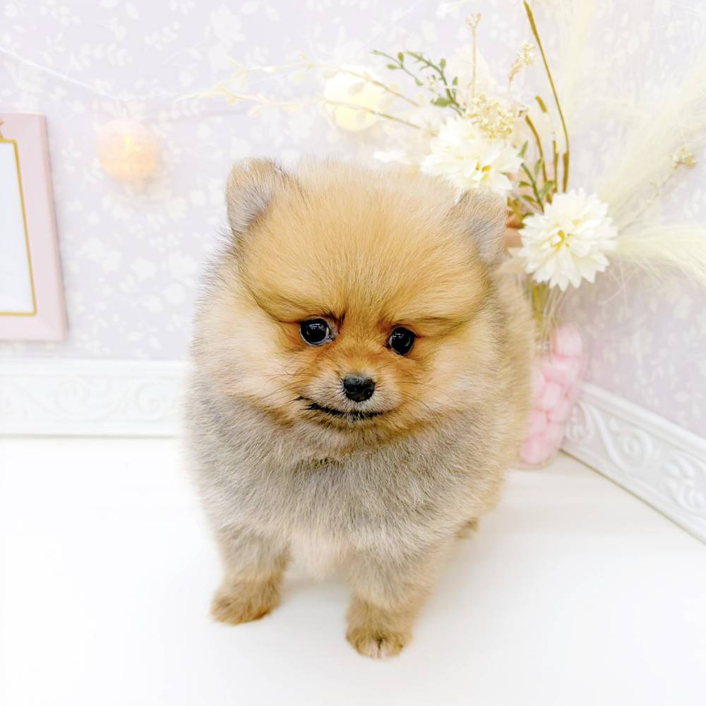 富山県のポメラニアン (犬の家＆猫の里富山店/2026年3月22日生まれ/女の子/オレンジセーブル)の子犬の3枚目の画像