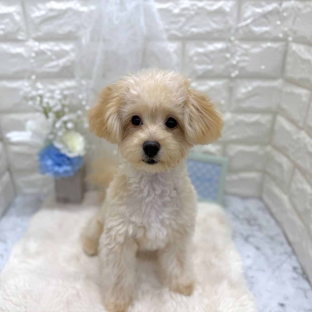 福井県のポメプー(ポメラニアン×プードル) (犬の家＆猫の里アミーゴ福井大和田店/2026年3月20日生まれ/男の子/クリーム)の子犬の3枚目の画像