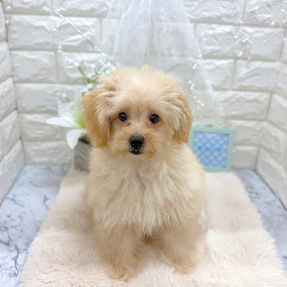 福井県のポメプー(ポメラニアン×プードル) (犬の家＆猫の里アミーゴ福井大和田店/2026年3月20日生まれ/男の子/クリーム)の子犬の3枚目の画像