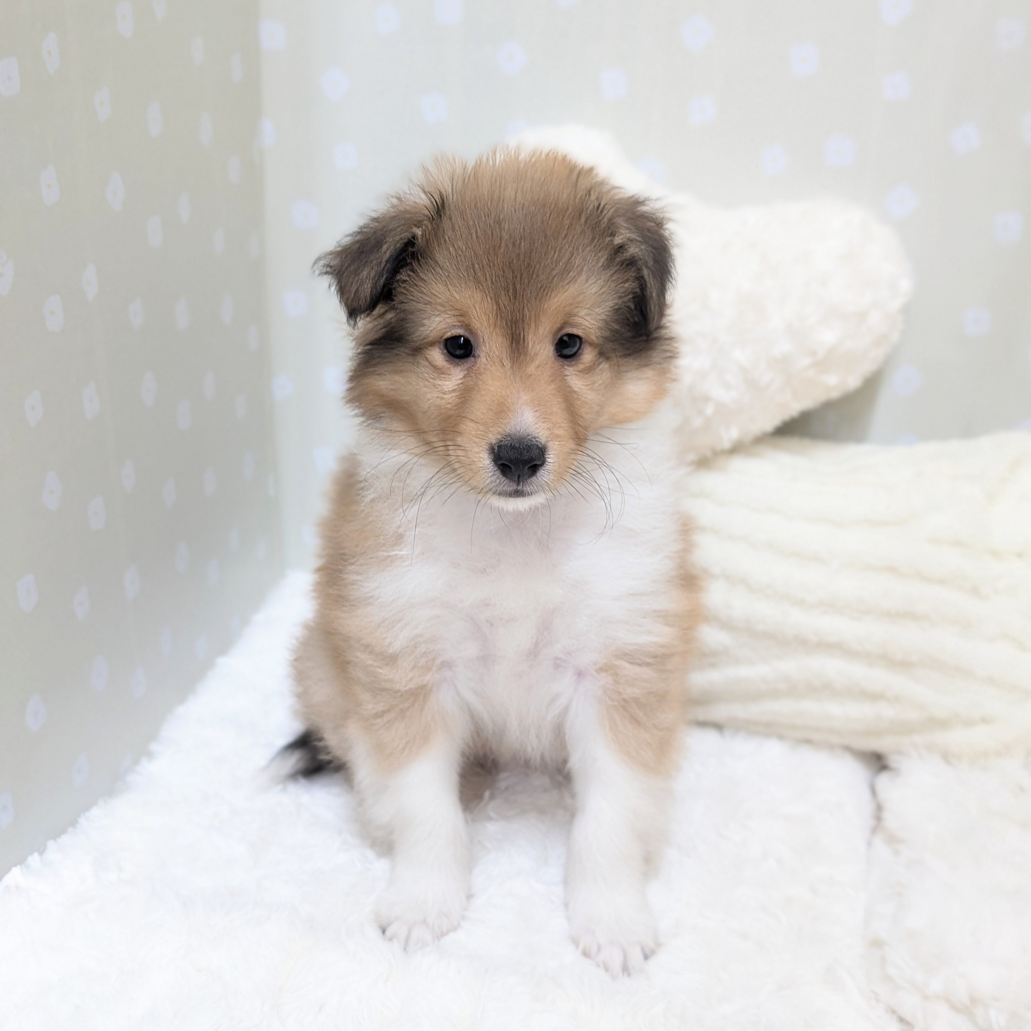 愛知県のシェットランドシープドッグ (犬の家＆猫の里安城店/2026年3月22日生まれ/女の子/セーブルホワイト)の子犬の1枚目の画像