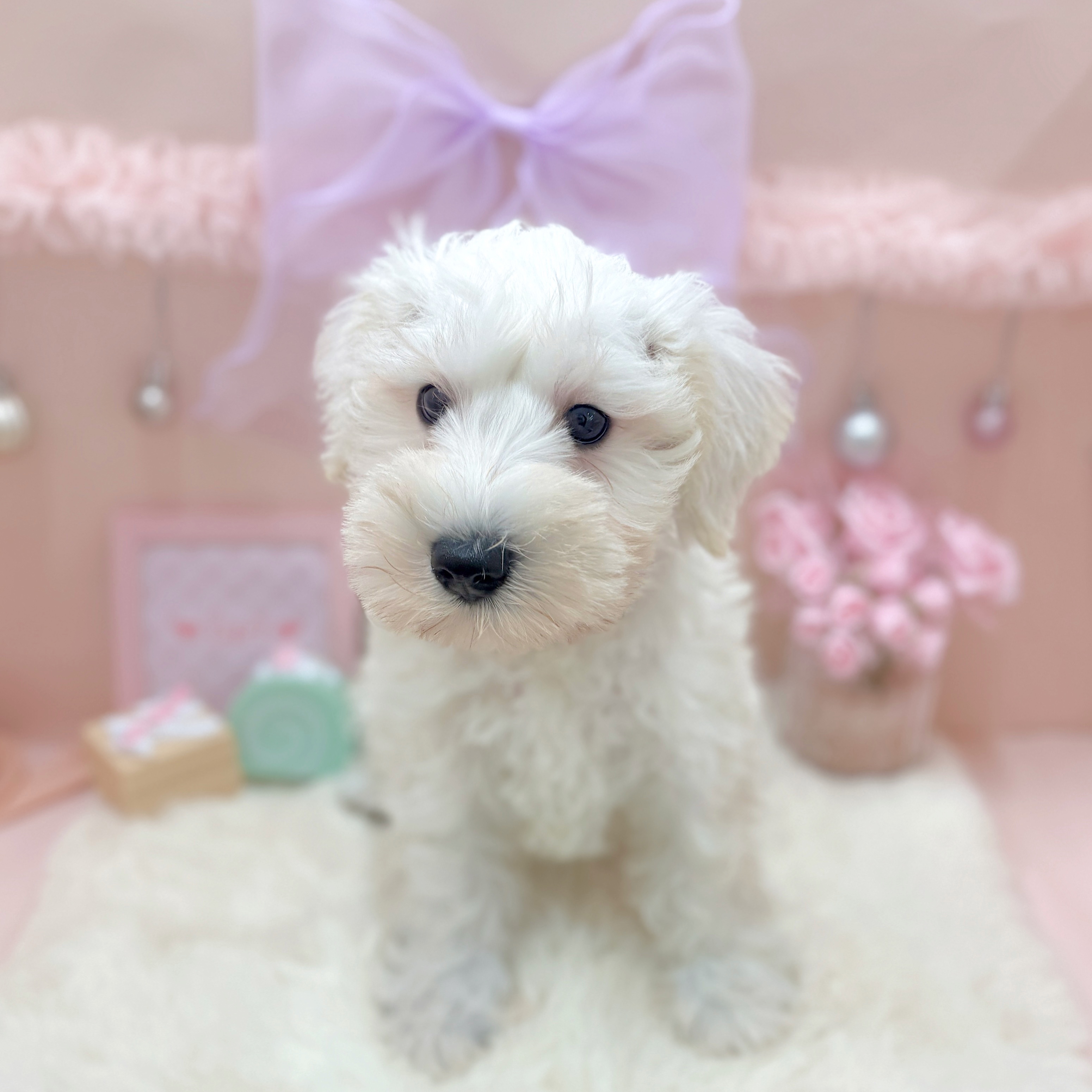 福井県のミニチュアシュナウザー (犬の家＆猫の里アミーゴ福井大和田店/2026年3月20日生まれ/女の子/ホワイト)の子犬の3枚目の画像