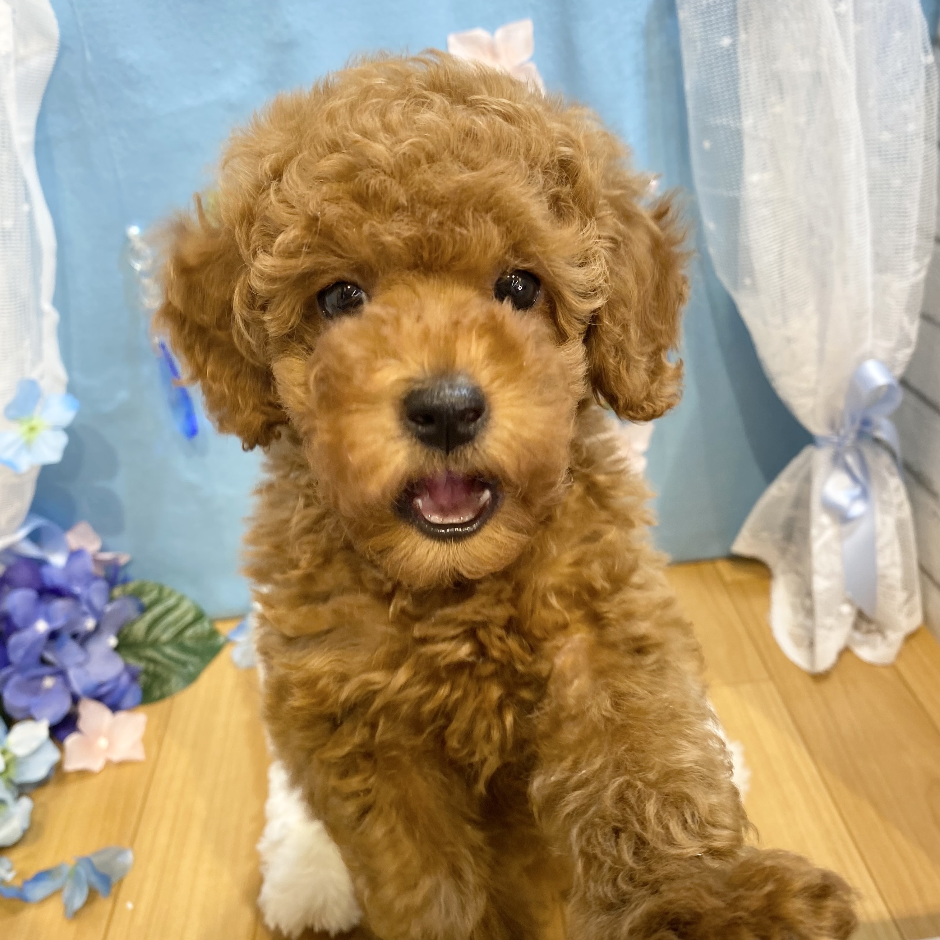 長野県のトイプードル(トイ) (犬の家＆猫の里カインズ梓川店/2026年3月21日生まれ/男の子/レッドフォーン)の子犬の3枚目の画像