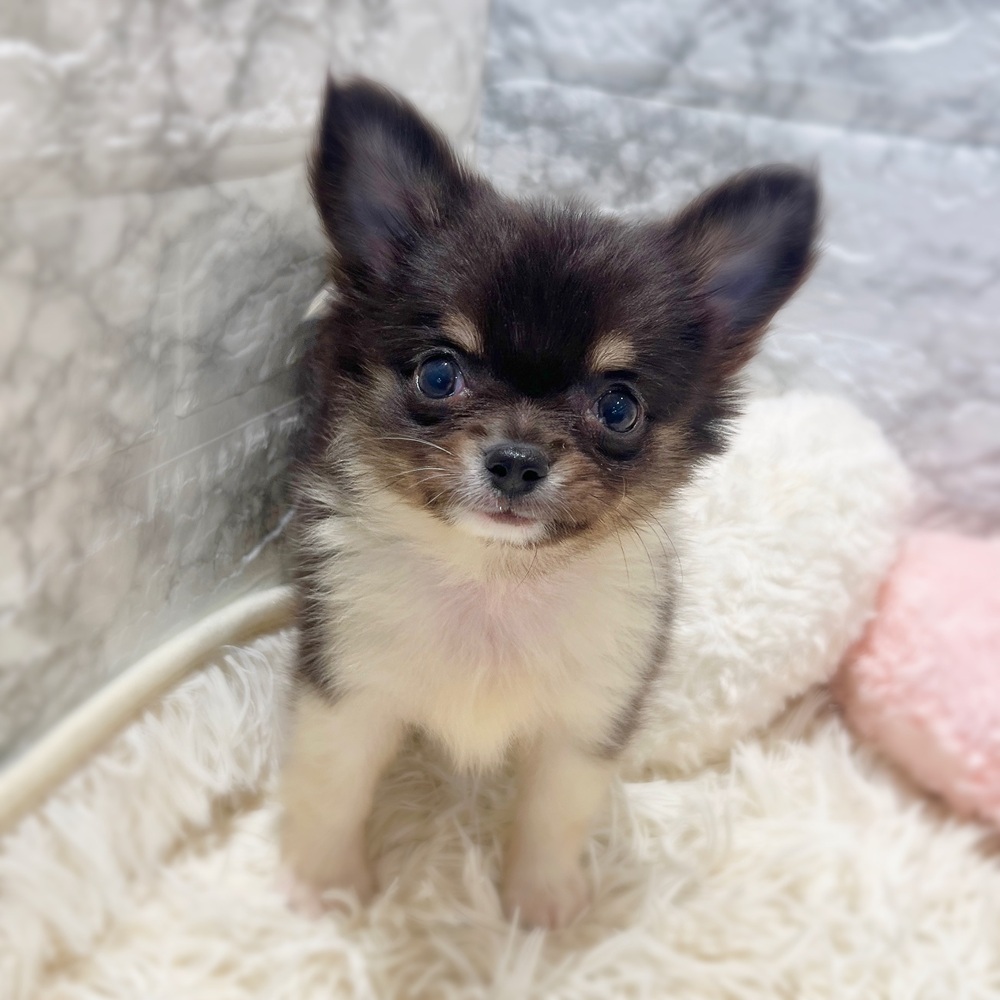 愛知県のチワワ(ロング) (犬の家＆猫の里MiO香久山店/2026年3月20日生まれ/男の子/ブラッククリームホワイト)の子犬の3枚目の画像