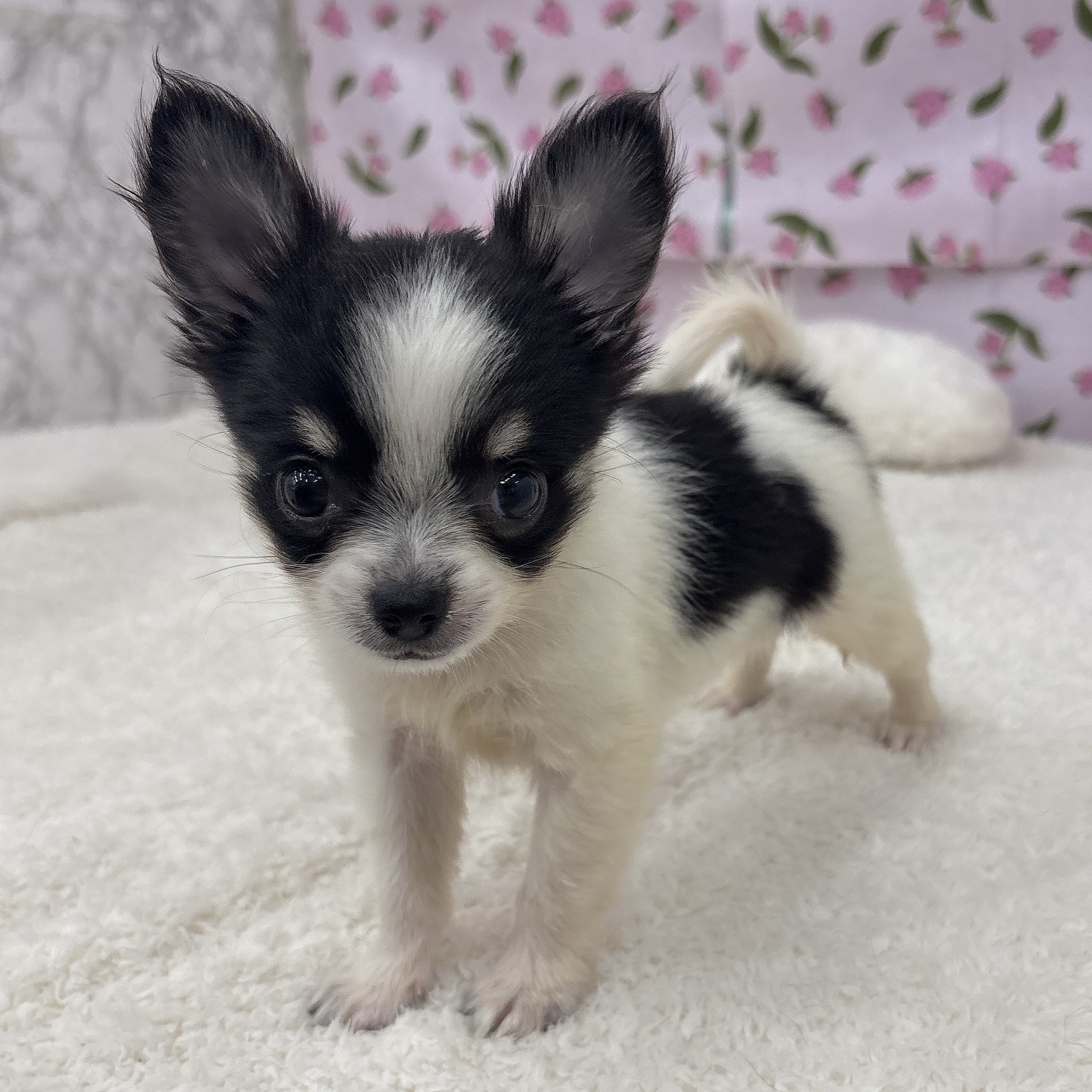 愛知県のチワワ(ロング) (犬の家＆猫の里エアポートウォーク店/2026年3月20日生まれ/男の子/ホワイトブラッククリーム)の子犬の3枚目の画像