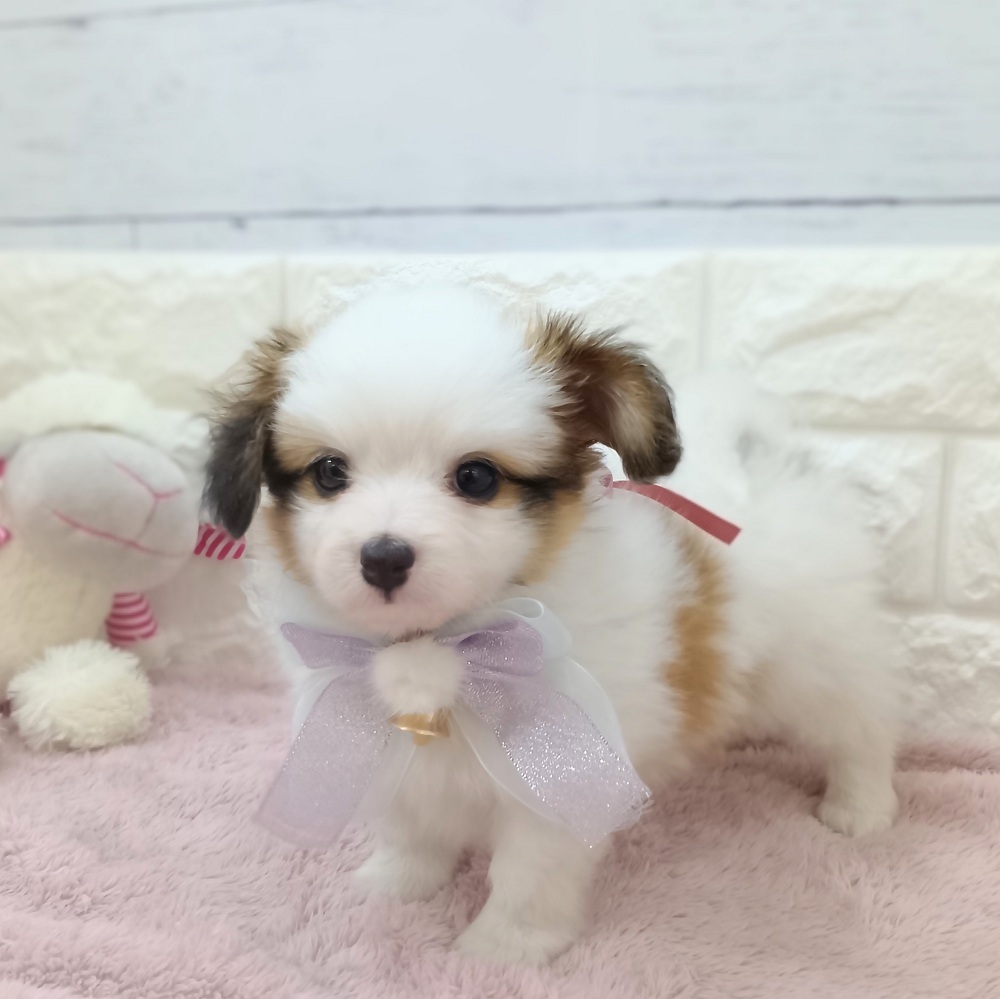 静岡県のパピヨン (犬の家＆猫の里アミーゴ浜松和田店/2026年3月24日生まれ/女の子/ホワイトブラウン)の子犬の1枚目の画像