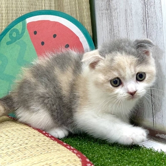 神奈川県のスコティッシュフォールド (犬の家＆猫の里小田原店/2026年3月23日生まれ/女の子/ダイリュートキャリコ)の子猫の3枚目の画像