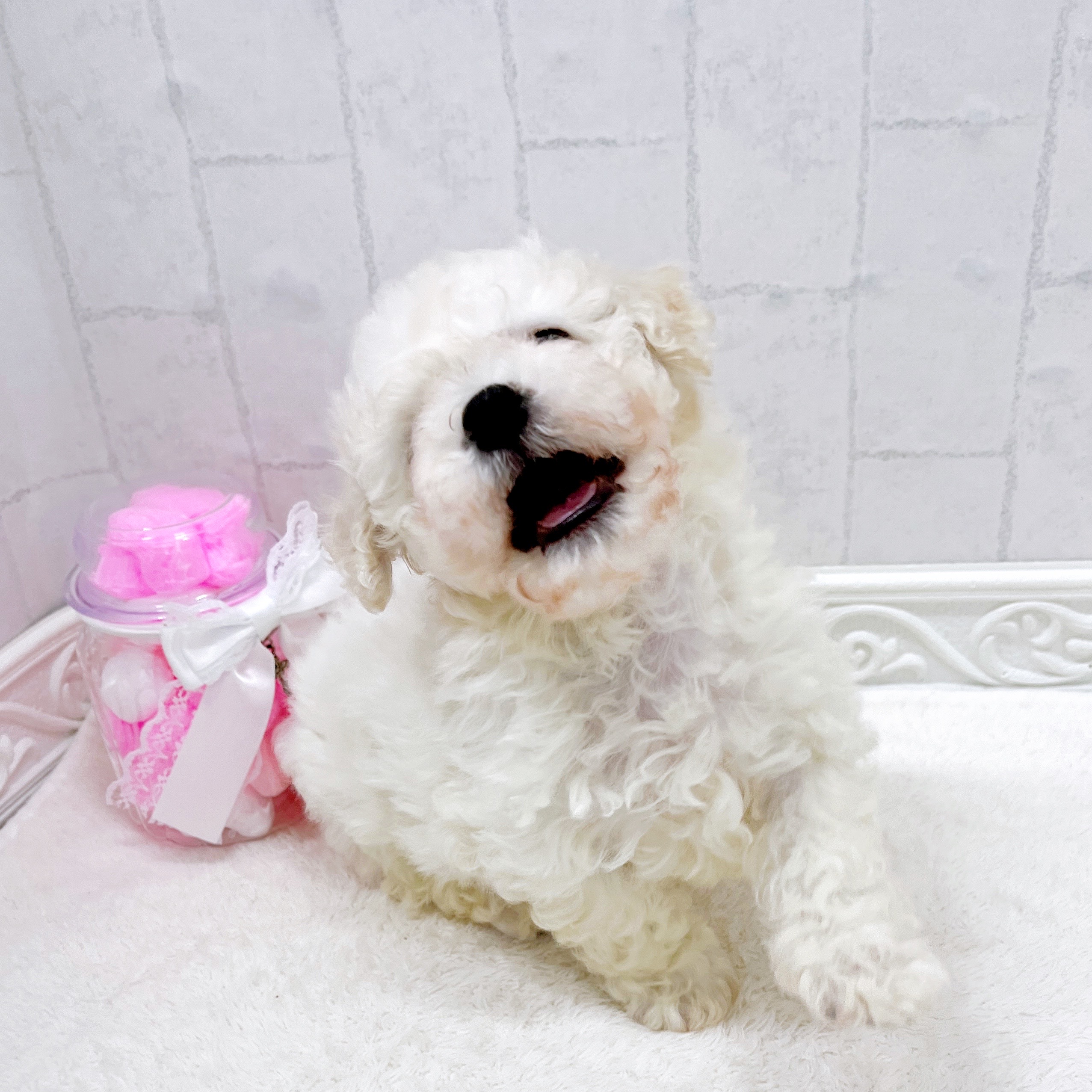 石川県のビションフリーゼ (犬の家＆猫の里アミーゴ金沢有松店/2026年3月24日生まれ/男の子/ホワイト)の子犬の3枚目の画像