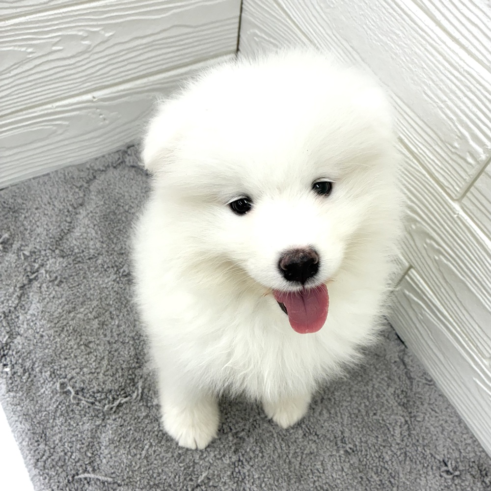 愛知県のサモエド (犬の家＆猫の里七宝店/2026年3月21日生まれ/女の子/ホワイト)の子犬の3枚目の画像