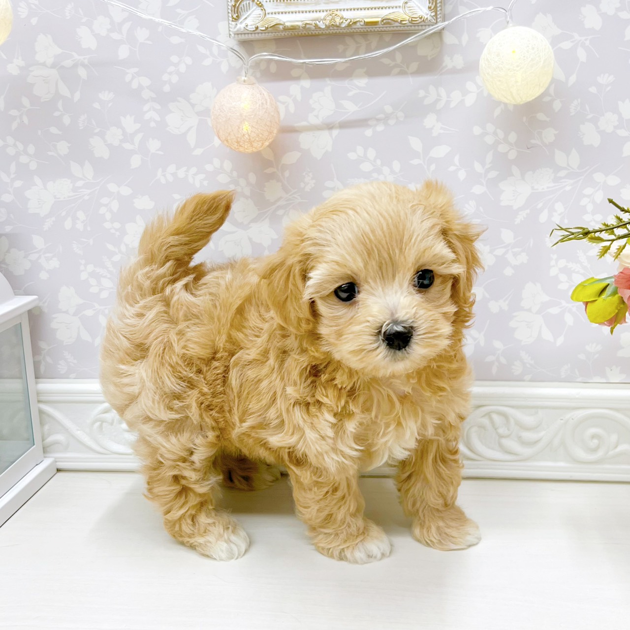 富山県のマルプー(マルチーズ×プードル) (犬の家＆猫の里アミーゴ山室店/2026年3月24日生まれ/男の子/アプリコット)の子犬の3枚目の画像