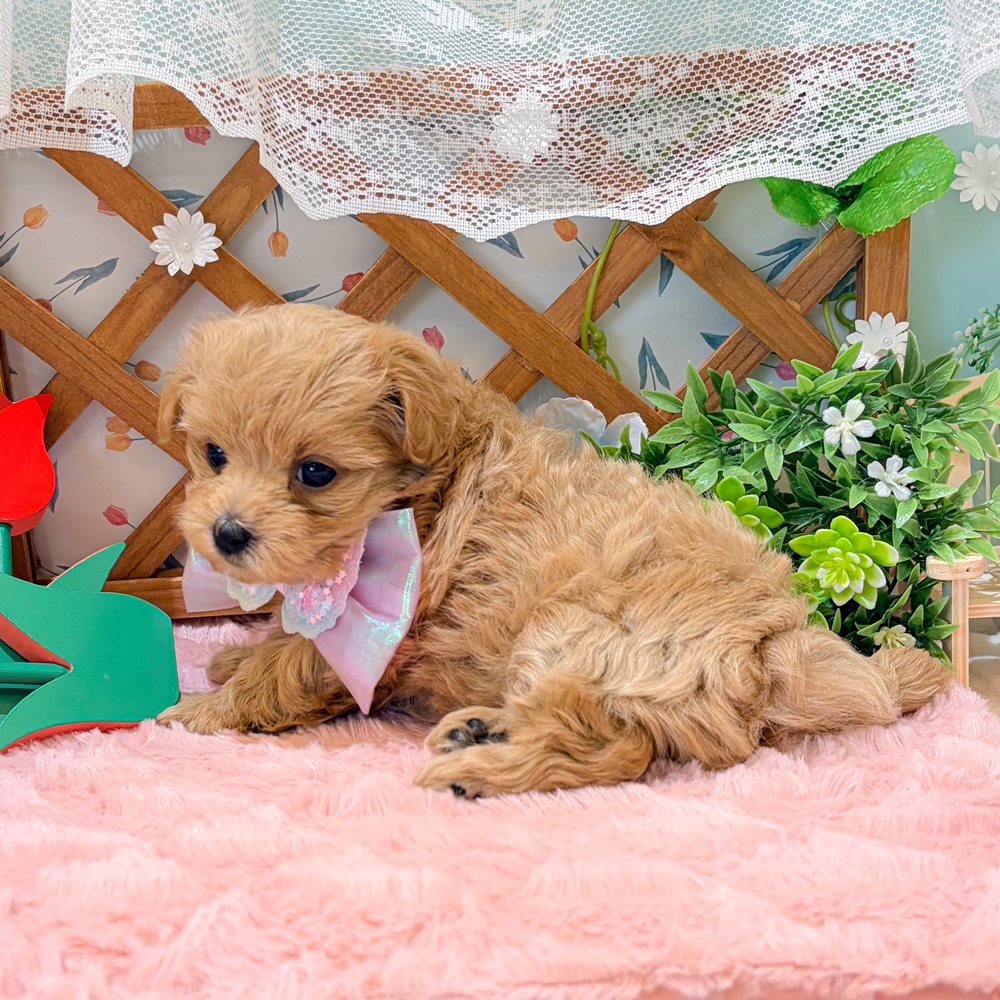 静岡県のマルプー(マルチーズ×プードル) (犬の家＆猫の里富士店/2026年3月24日生まれ/女の子/アプリコット)の子犬の3枚目の画像