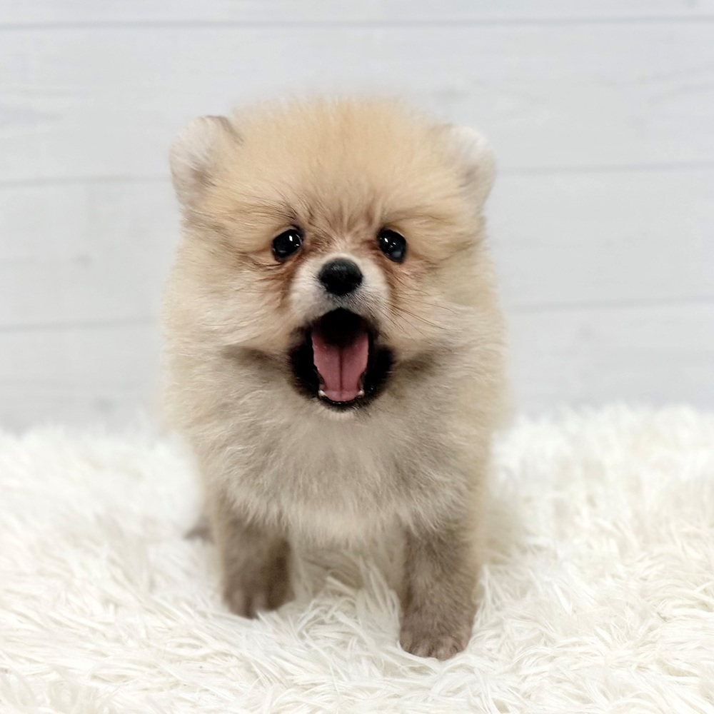愛知県のポメラニアン (犬の家＆猫の里豊田店/2026年3月24日生まれ/男の子/オレンジ)の子犬の3枚目の画像