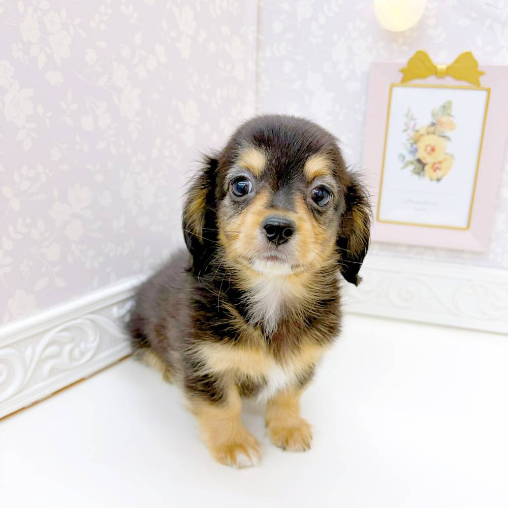 富山県のチワックス(チワワ×ダックス) (犬の家＆猫の里富山店/2026年3月21日生まれ/男の子/ブラックタン)の子犬の3枚目の画像