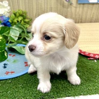 神奈川県のチワックス(チワワ×ダックス) (犬の家＆猫の里小田原店/2026年3月23日生まれ/男の子/クリームホワイト)の子犬の3枚目の画像